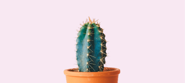 A lone cactus in a terra cotta pot against a plain pink background.